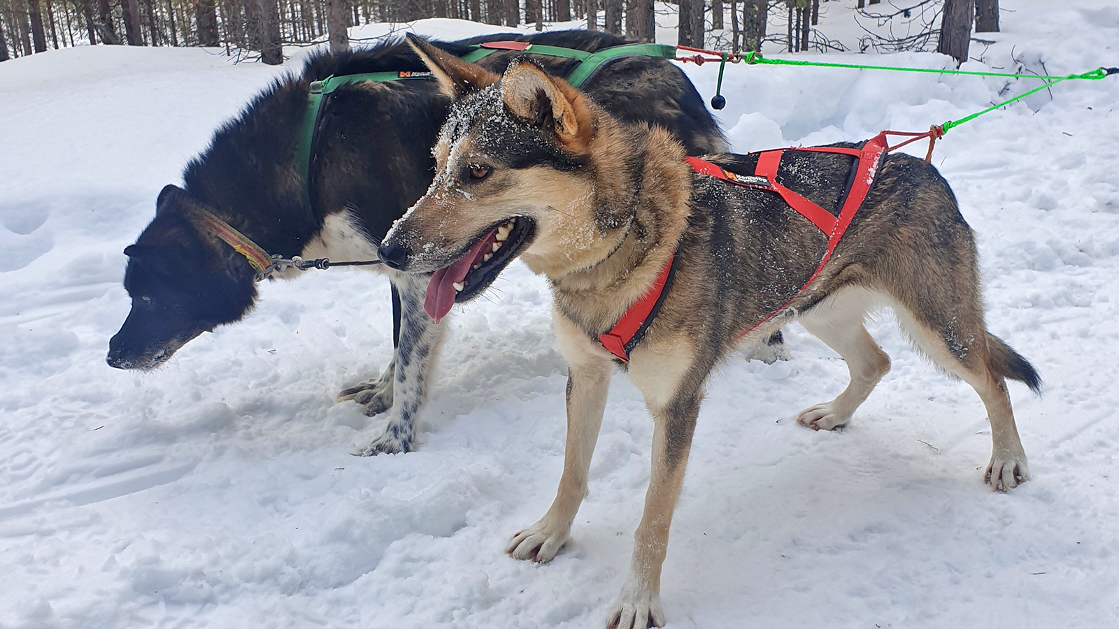 Gleich geht es los mit dem Schlitten. (Foto: vk)