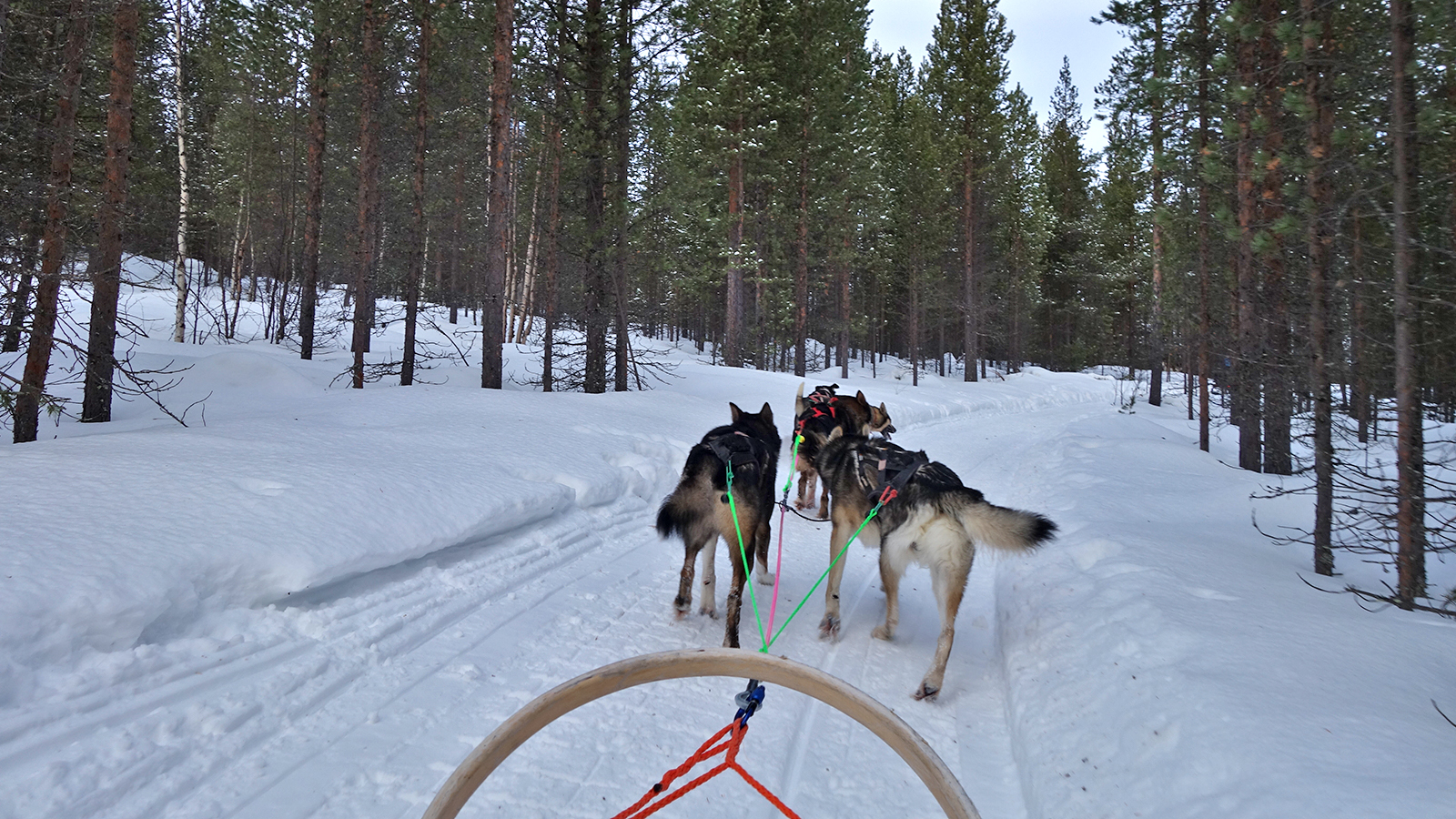 Fünf Huskys ziehen einen Schlitten. (Foto: Johannes Schröder)
