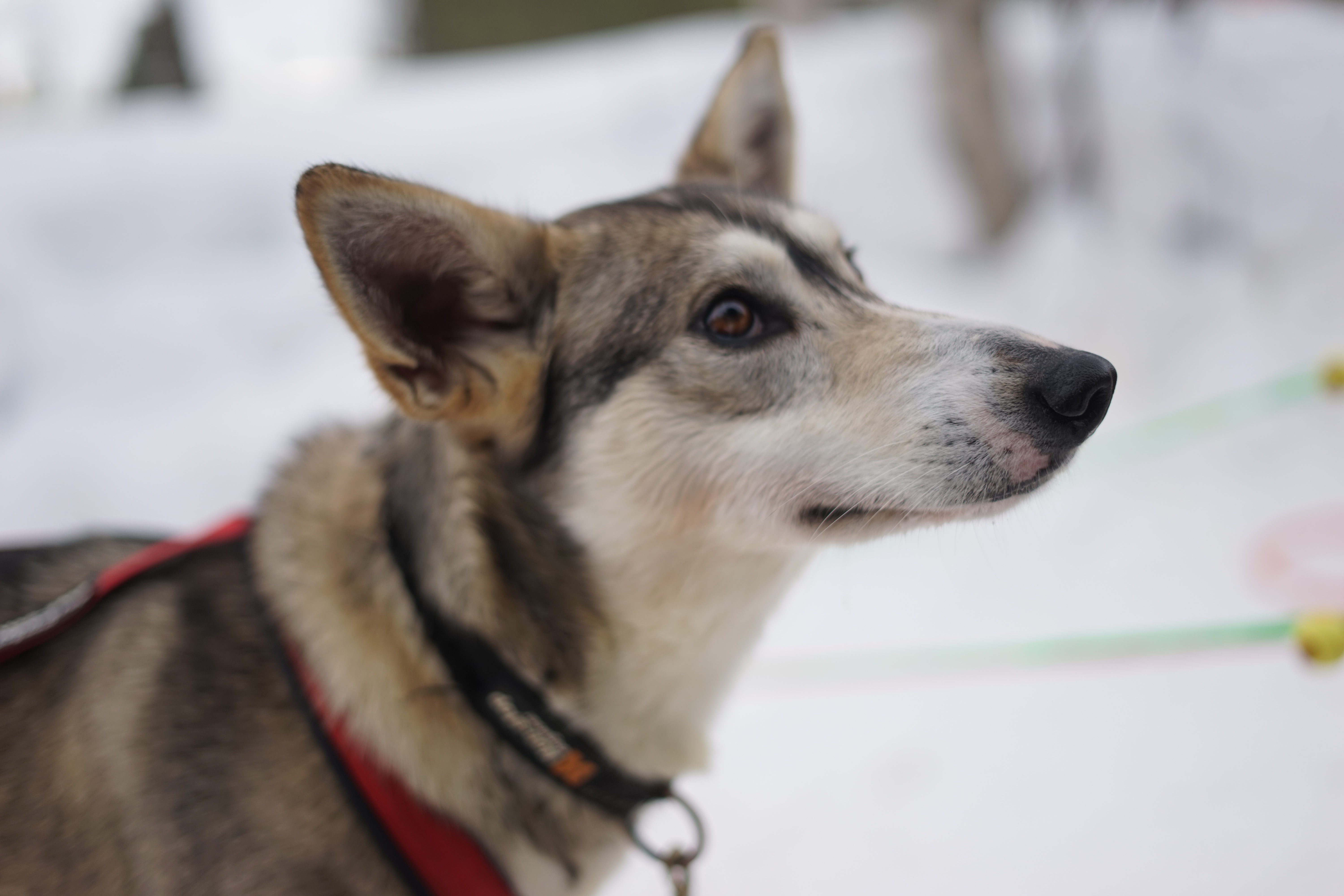 Auf der Huskyfarm. (Foto: Johannes Schröder)