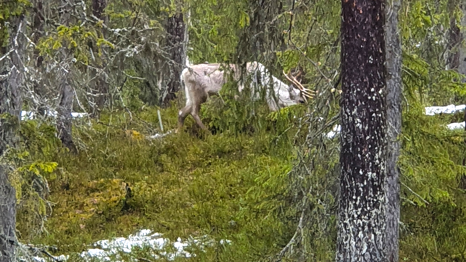 Ein Rentier mit uns auf Wanderung im Wald! (Foto: vk)