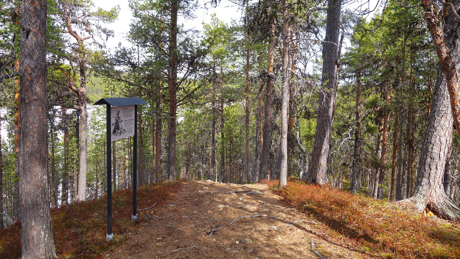 Baum an Baum im Lemmenjoki Nationalpark. (Foto: vk)