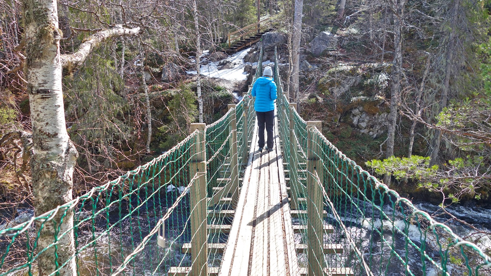 Zwischen Schnee und Sommertemperaturen auf der Hängebrücke im Pieni Karhunkierros. (Foto: vk)