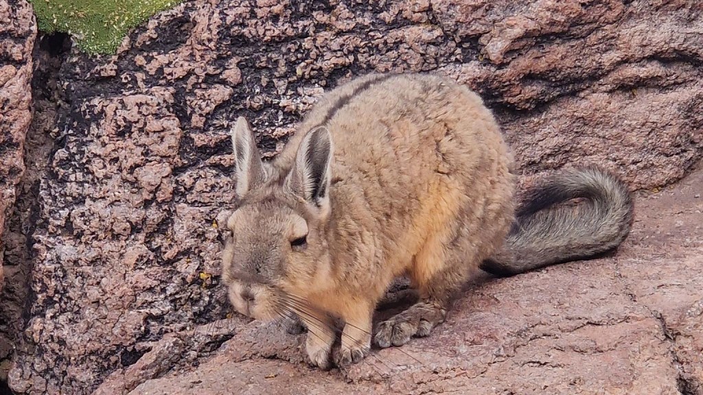 Viscachas haben im Vergleich zu Feldhasen kürzere Ohren, aber einen langen Schwanz. (Foto: vku)