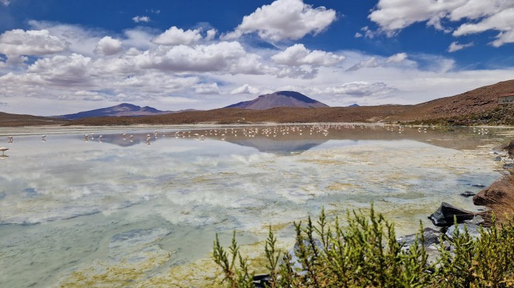 Flamingos an einer der Lagunen während der Jeep-Tour.