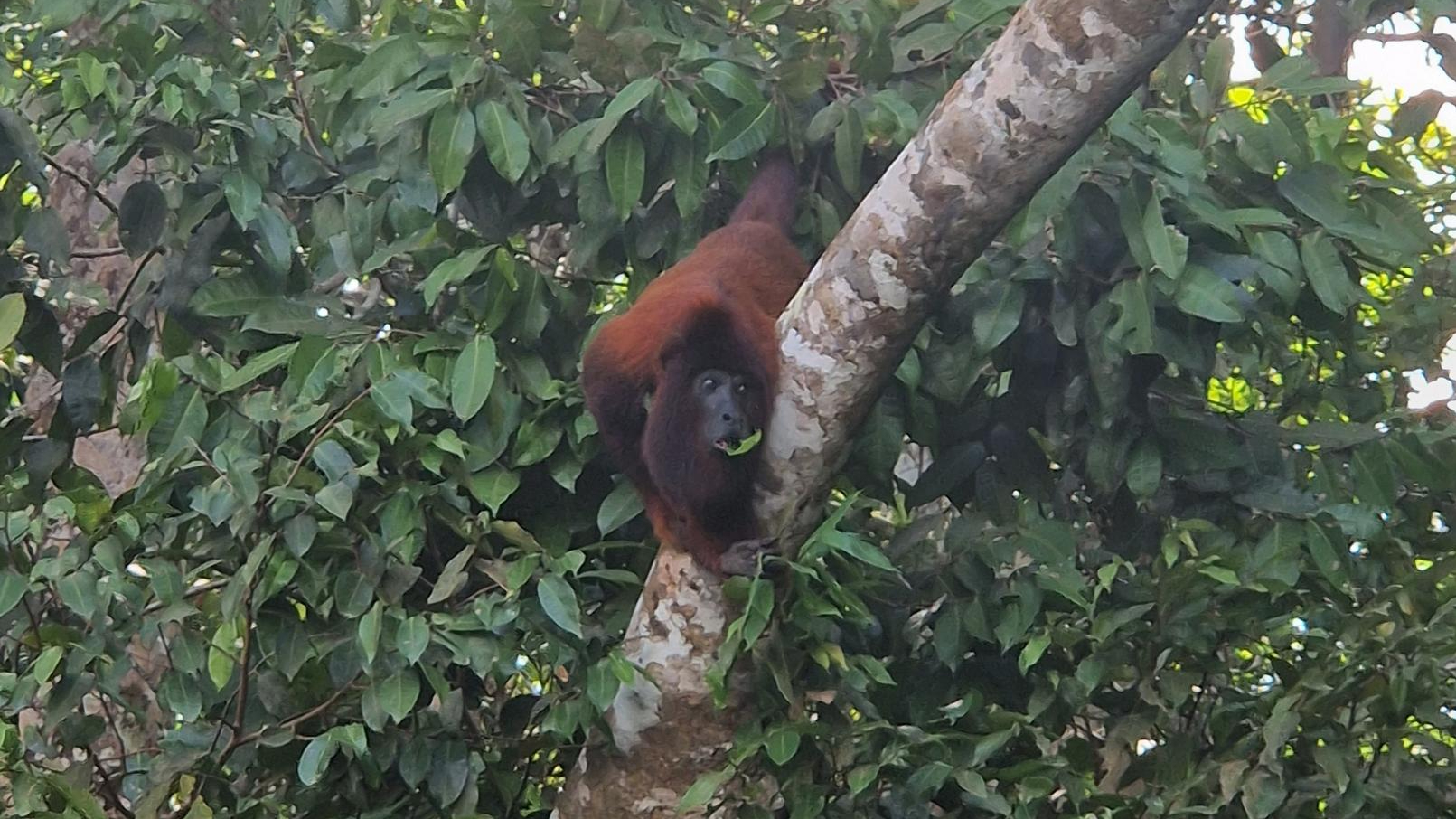 Ein roter Brüllaffe im Gebüsch. (Foto: vku)