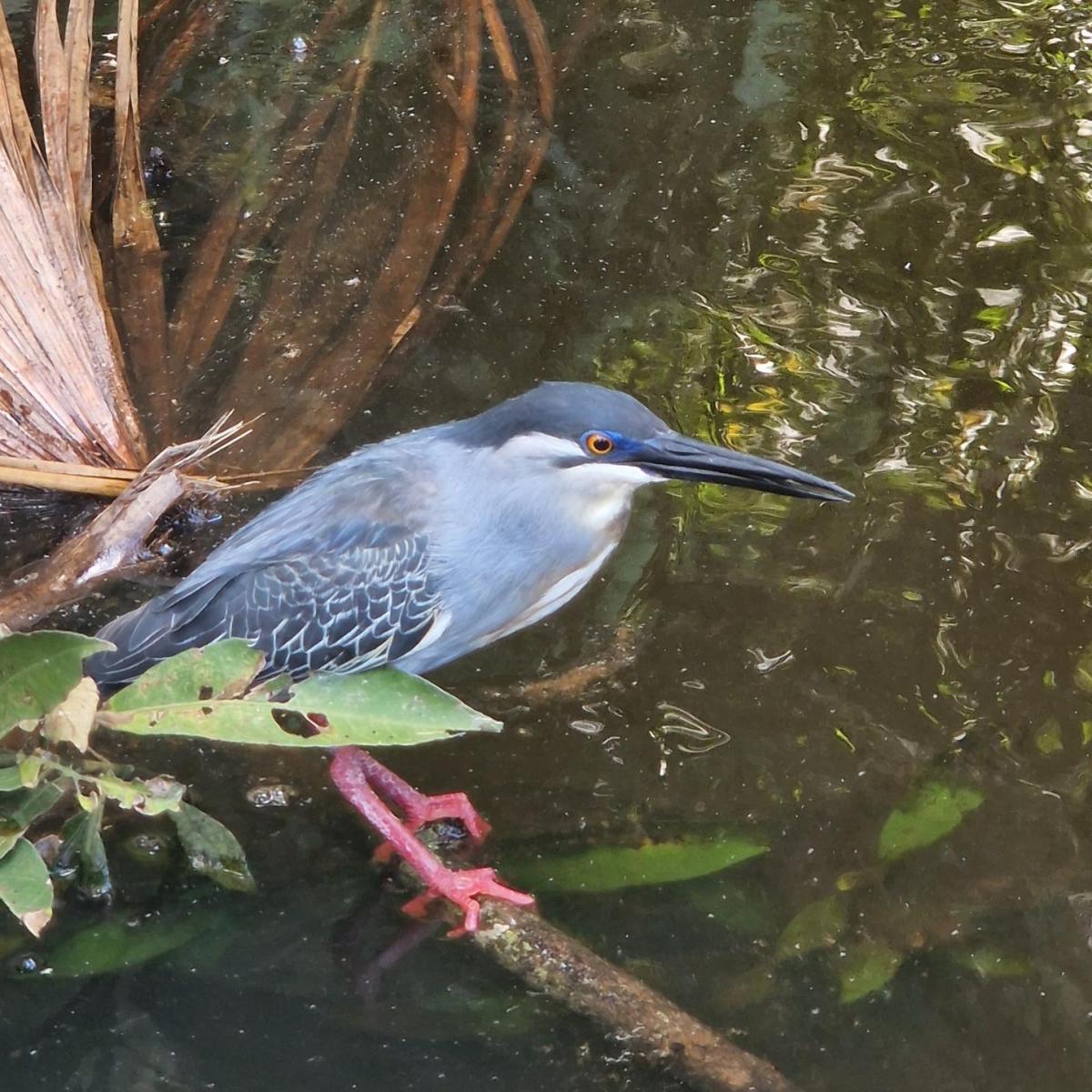 Kaimane und keine&nbsp;Capybaras