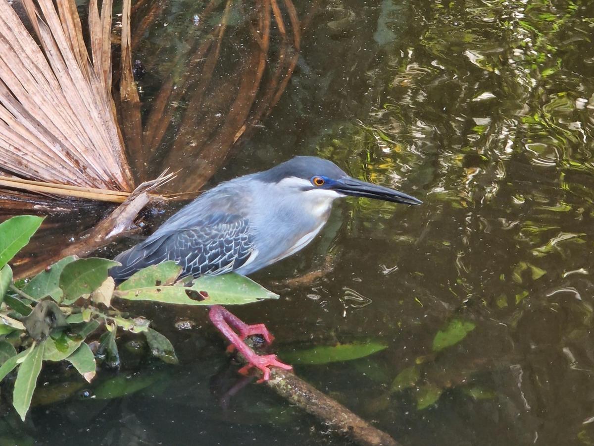 Kaimane und keine&nbsp;Capybaras