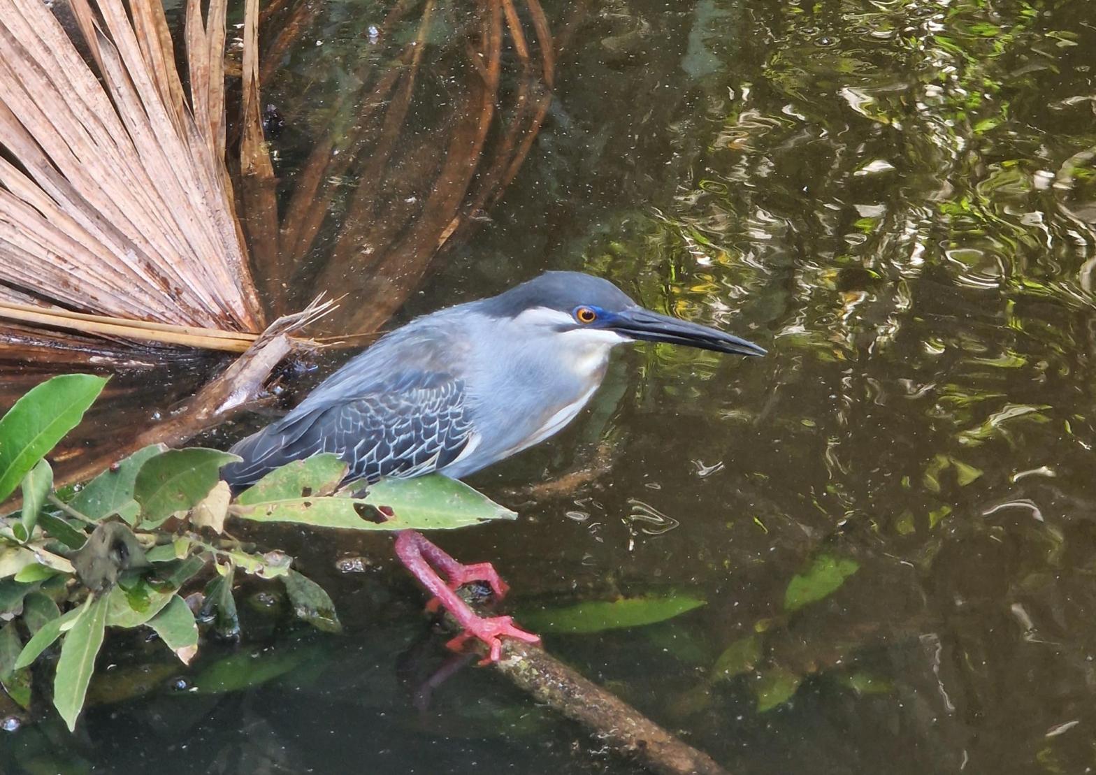 Ein Fischfänger im Amazonas - kurz darauf hat er eine Sardine gefangen. (Foto: vku)