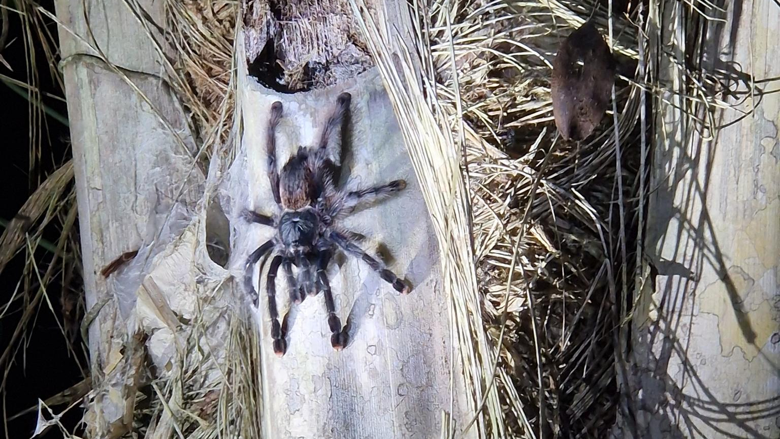 Nichts für schwache Nerven: Seelenruhig sitzt die Tarantula auf dem Baumstamm. (Foto: vku)