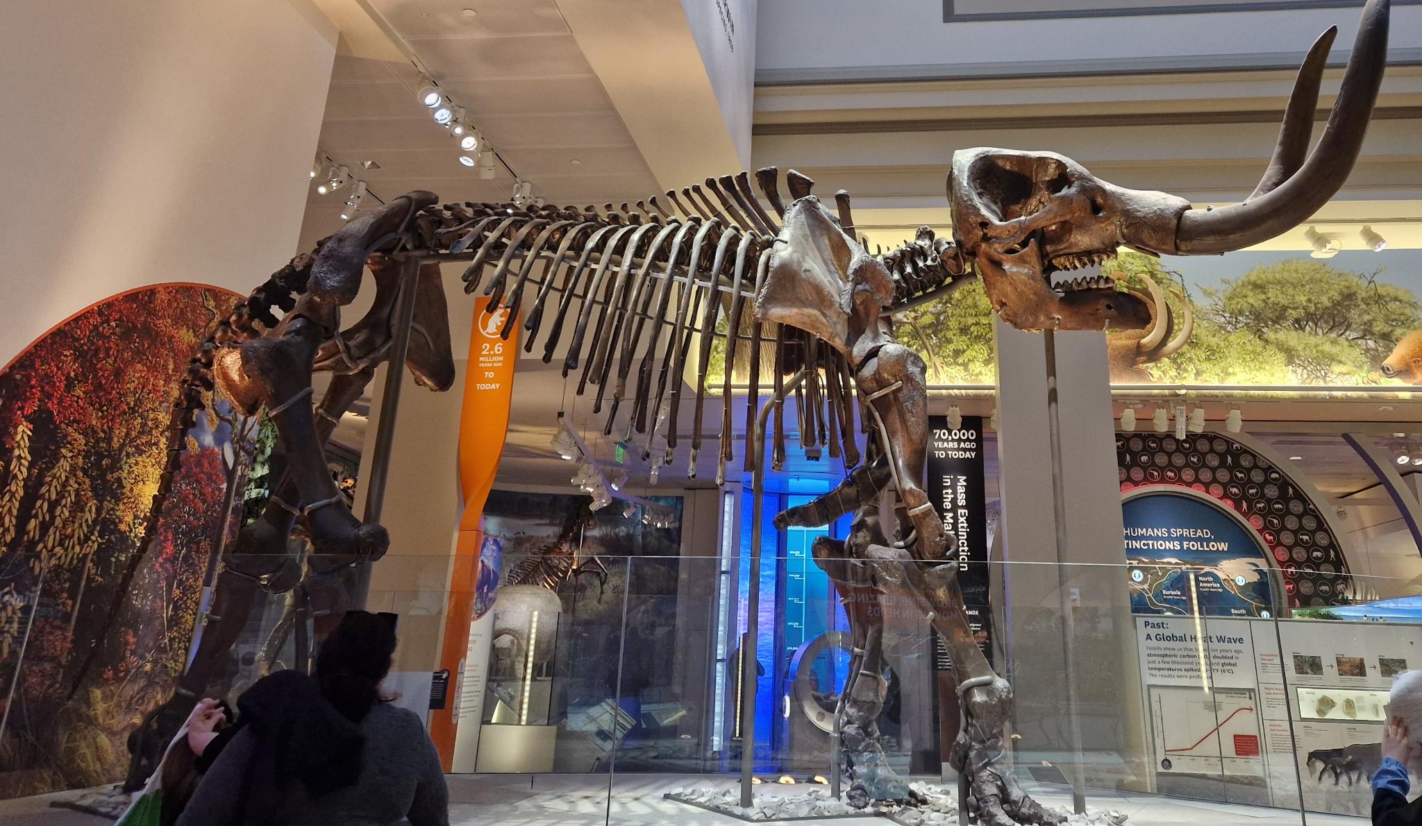 Ein Skelett eines Mammut im Smithsonian Museum of Natural History. (Foto: vku)